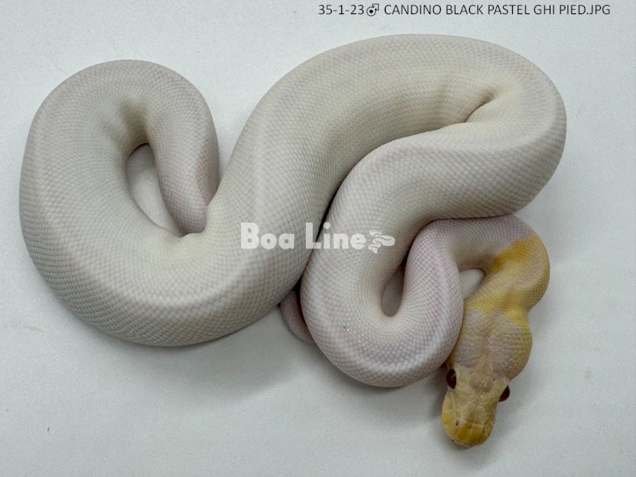 CANDINO BLACK PASTEL GHI PIED